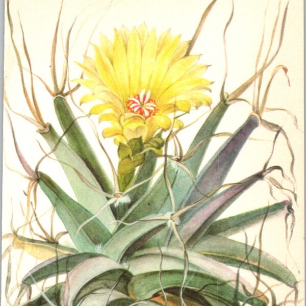 Agave, North-central Mexico 4 1/2 x6 1/2" vintage botanical book page