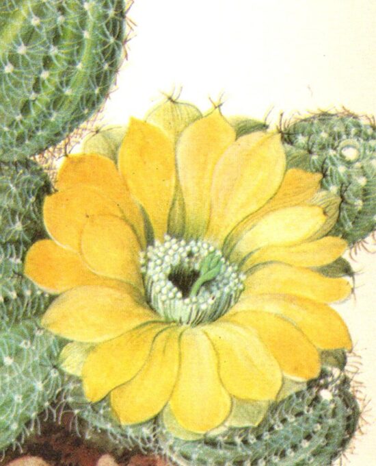 Lobivia famatimensis, Chile 4 1/2 x6 1/2″ vintage botanical book page