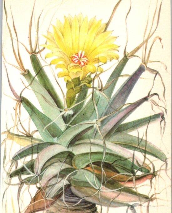 Agave, North-central Mexico 4 1/2 x6 1/2″ vintage botanical book page