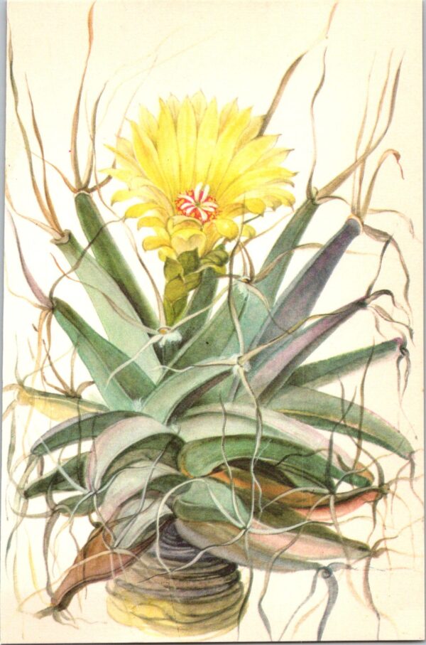Agave, North-central Mexico 4 1/2 x6 1/2" vintage botanical book page - Image 2
