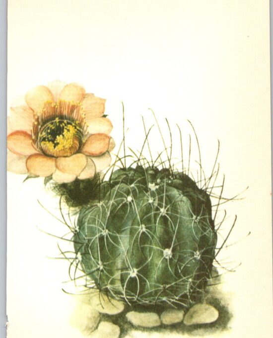 Lobivia Jajoiana, Northern Argentina 4 1/2 x6 1/2″ vintage botanical book page