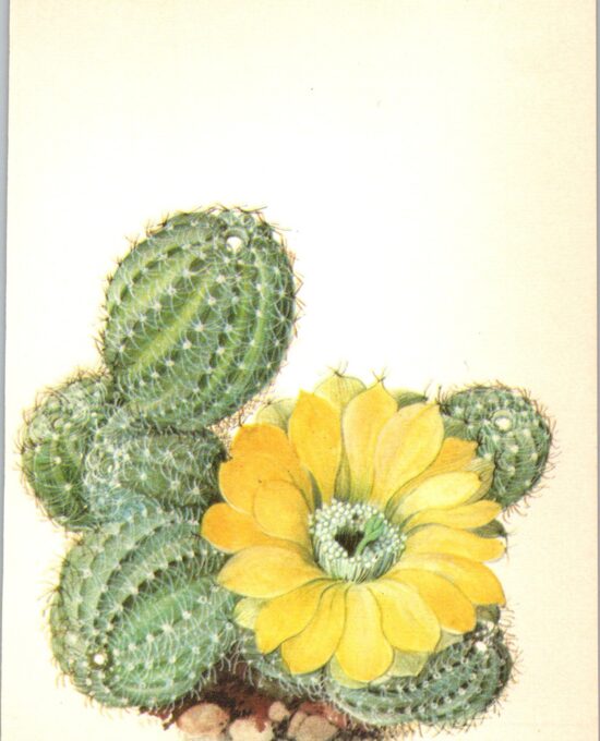 Lobivia famatimensis, Chile 4 1/2 x6 1/2″ vintage botanical book page