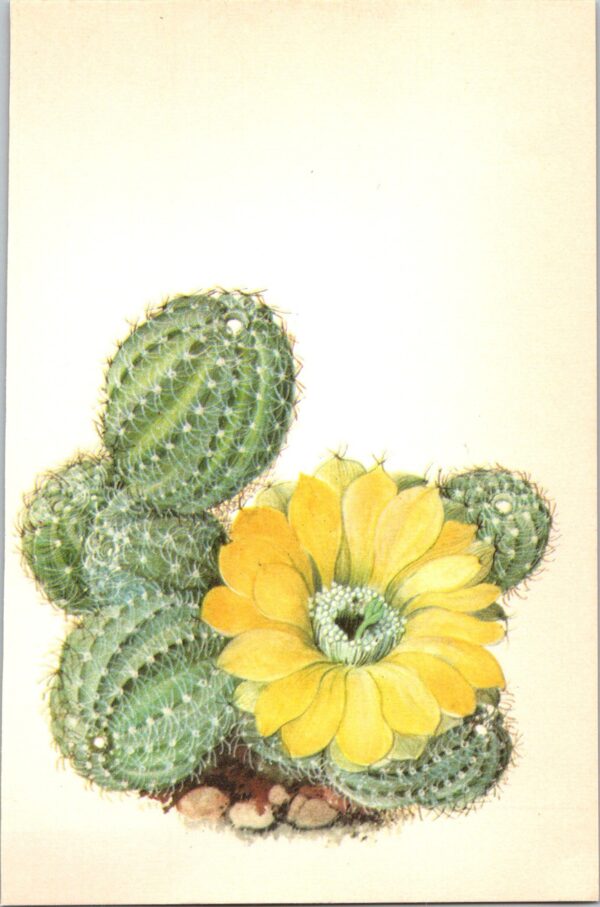Lobivia famatimensis, Chile 4 1/2 x6 1/2" vintage botanical book page - Image 2