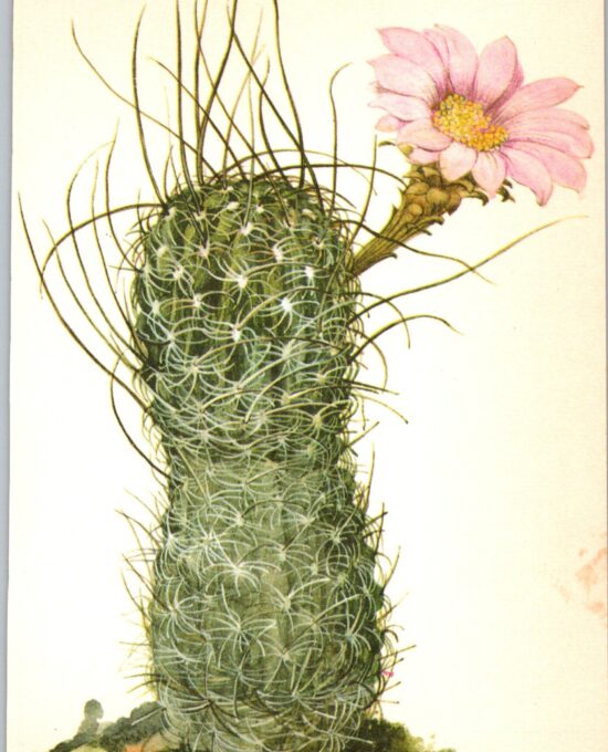 Lobivia wrightiana, Central Peru 4 1/2 x6 1/2″ vintage botanical book page