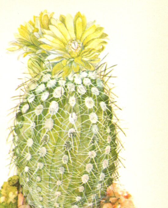 Islaya flavida, Southern Peru 4 1/2 x6 1/2″ vintage botanical book page