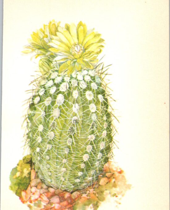 Islaya flavida, Southern Peru 4 1/2 x6 1/2″ vintage botanical book page