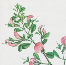 Vintage art book page "Restharrow" 50+ year old flower art