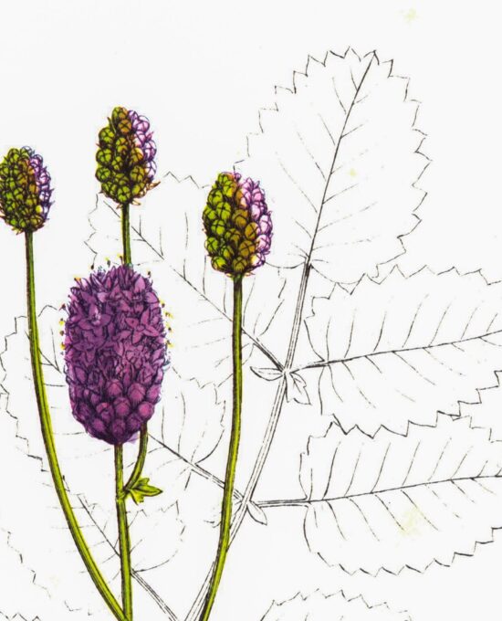 Greater Burnet (Sanguisorba Officinalis) Vintage botanical flower art page