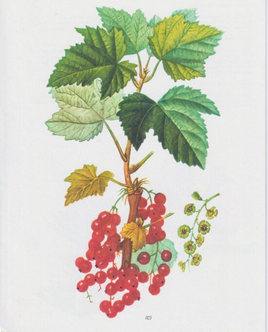 Blackcurrant (Ribes Nigrum) Vintage botanical flower art page