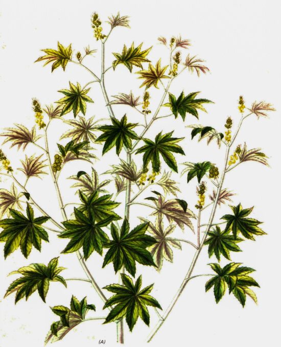 Castor Oil Plant (Ricinus) Vintage botanical flower art page