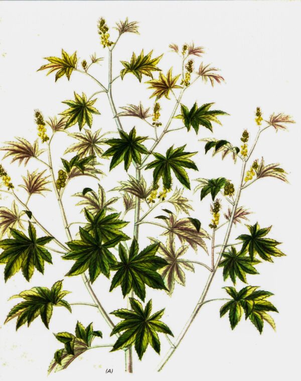 Castor Oil Plant (Ricinus) Vintage botanical flower art page