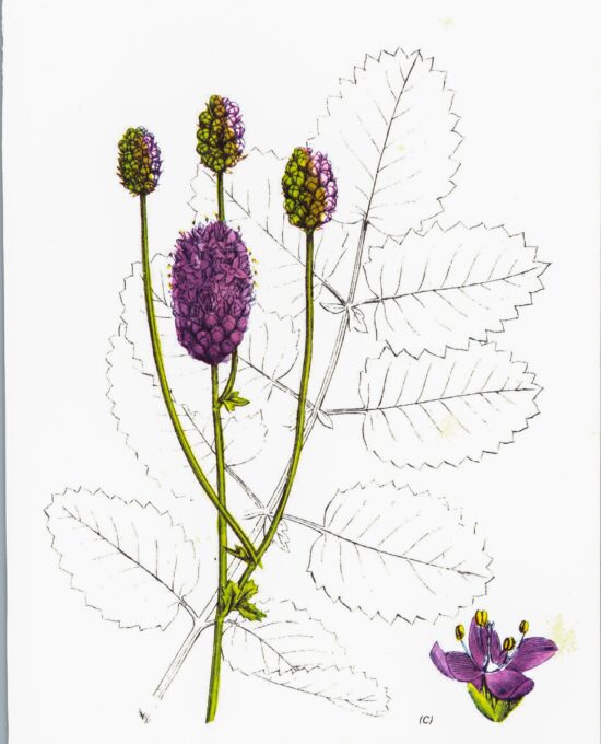 Greater Burnet (Sanguisorba Officinalis) Vintage botanical flower art page