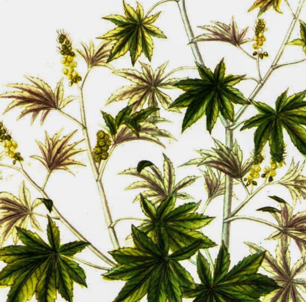 Castor Oil Plant (Ricinus) Vintage botanical flower art page - Image 2