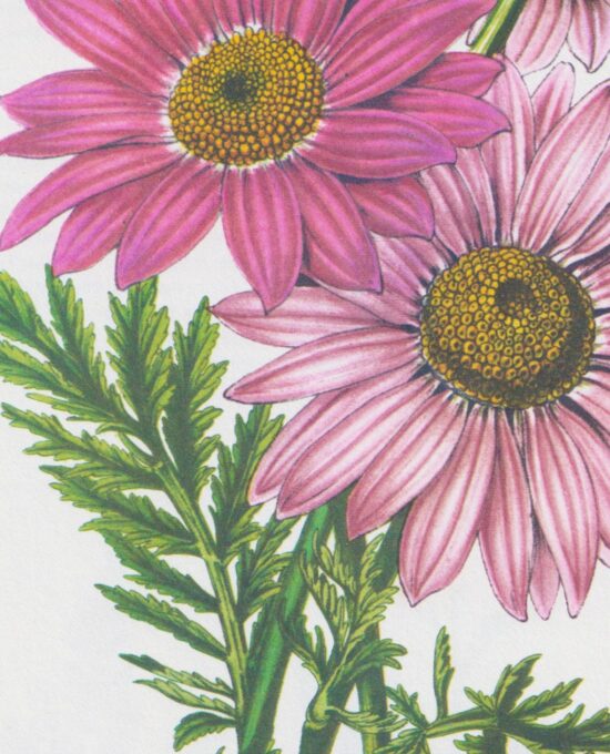 Feverfew (Pyrethrum Carneum) Vintage botanical flower art page