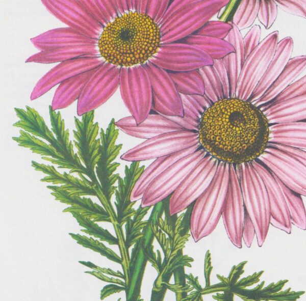 Feverfew (Pyrethrum Carneum) Vintage botanical flower art page