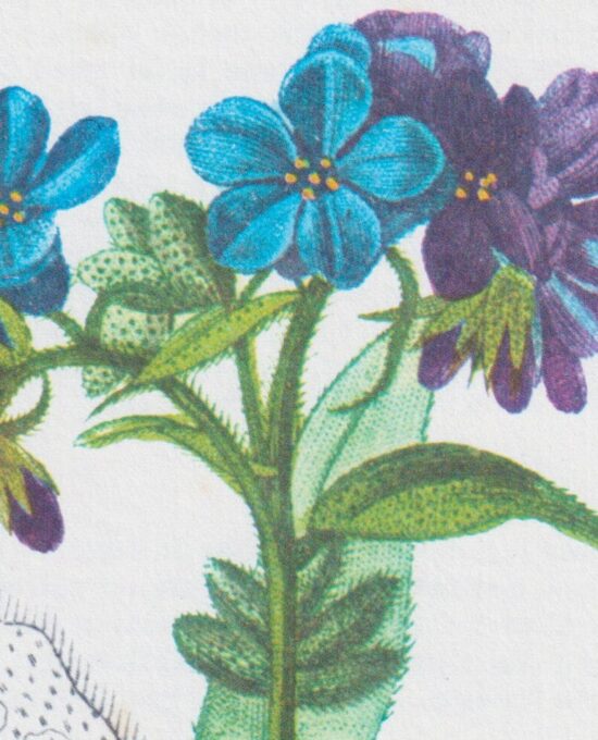 Lungwort (Pulmonaria) Vintage botanical flower art page