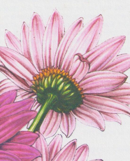Feverfew (Pyrethrum Carneum) Vintage botanical flower art page