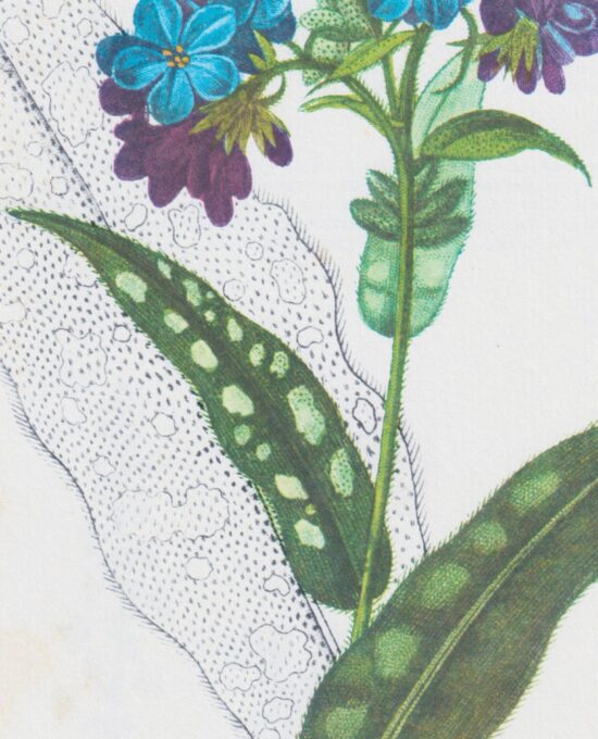 Lungwort (Pulmonaria) Vintage botanical flower art page