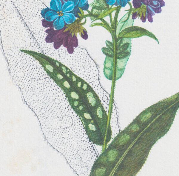 Lungwort (Pulmonaria) Vintage botanical flower art page - Image 2