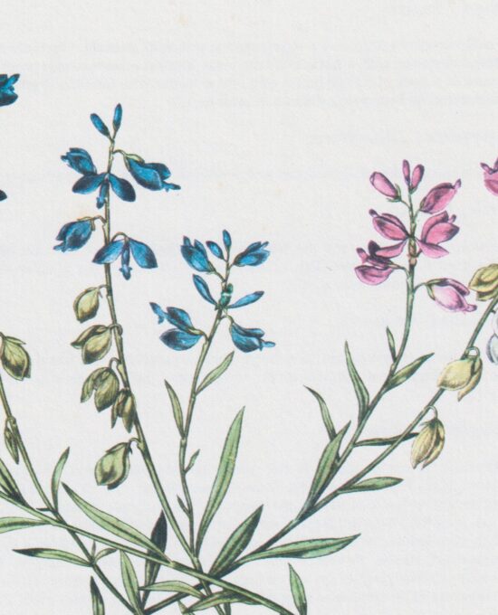 Milkwort (Polygala Amarella) Vintage botanical flower art page