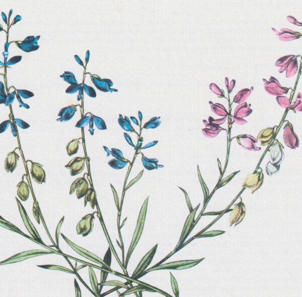 Milkwort (Polygala Amarella) Vintage botanical flower art page