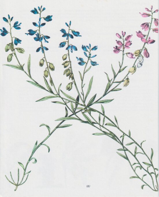 Milkwort (Polygala Amarella) Vintage botanical flower art page