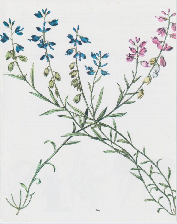 Milkwort (Polygala Amarella) Vintage botanical flower art page - Image 2