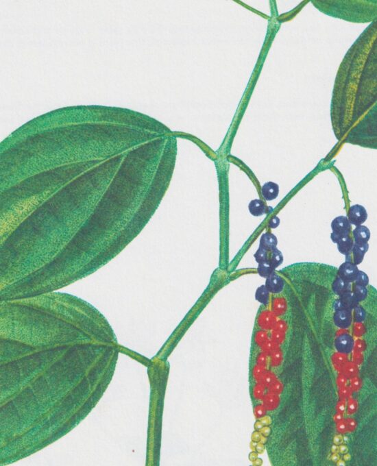 Vintage art book page “Pepper” (Piper Nigrum) Vintage botanical flower art page