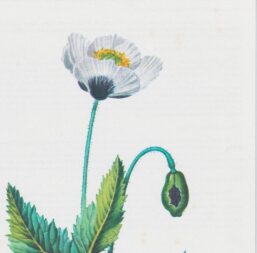 Vintage art book page "Poppy" (Papaver Somniferum) 50 year old flower art