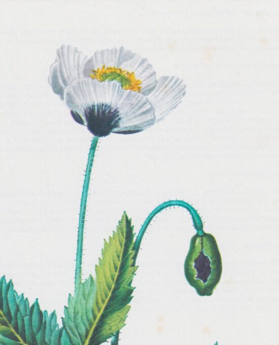 Vintage art book page “Poppy” (Papaver Somniferum) 50 year old flower art