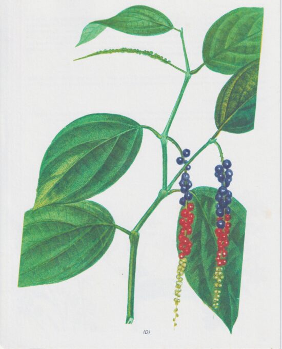 Vintage art book page “Pepper” (Piper Nigrum) Vintage botanical flower art page