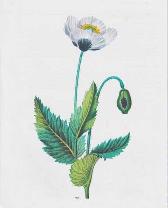 Vintage art book page “Poppy” (Papaver Somniferum) 50 year old flower art
