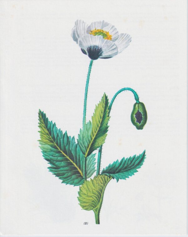 Vintage art book page "Poppy" (Papaver Somniferum) 50 year old flower art - Image 2