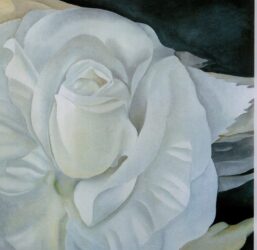 Georgia O'Keeffe print 1930 "White Rose, New Mexico" Original over-size vintage art book page