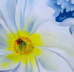 Georgia O'Keeffe print 1929 "White Flower" Original over-size vintage art book page