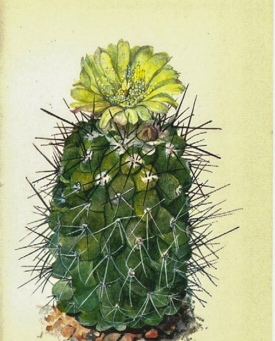 Copiapoa montana, Chilie [1970s] Vintage color botanical book plate 4×6″