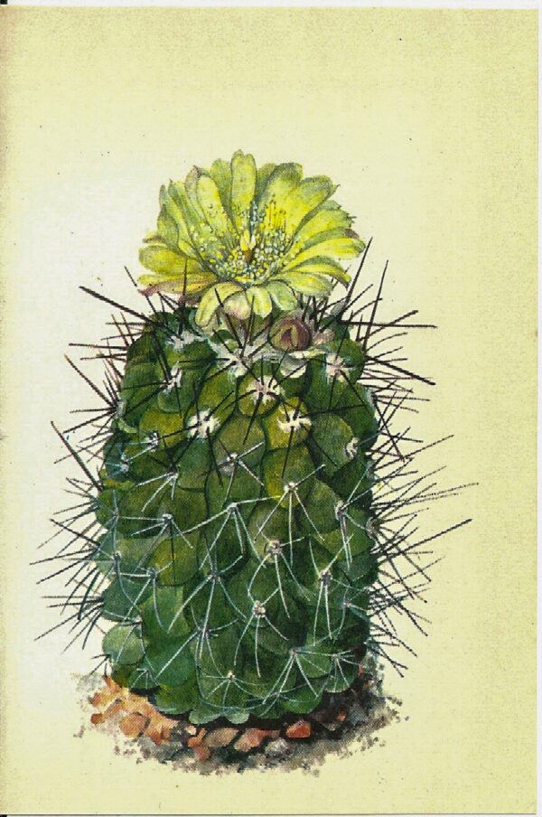 Copiapoa montana, Chilie [1970s] Vintage color botanical book plate 4x6"