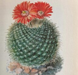 Parodia sanguiniflora, Argentina 4 1/2 x 6 1/2" vintage botanical book page
