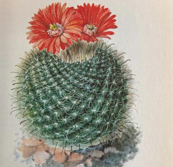 Parodia sanguiniflora, Argentina 4 1/2 x 6 1/2" vintage botanical book page