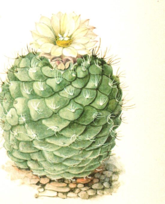 Strombocactus disciformis, Hildago Mexico 4 1/2 x 6 1/2″ vintage botanical book page