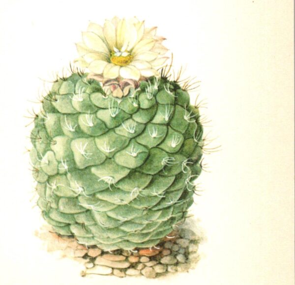 Strombocactus disciformis, Hildago Mexico 4 1/2 x 6 1/2" vintage botanical book page
