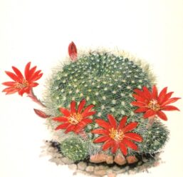 Rebutia senillis, Argentina 4 1/2 x 6 1/2" vintage botanical book page
