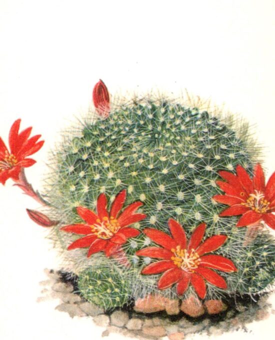 Rebutia senillis, Argentina 4 1/2 x 6 1/2″ vintage botanical book page