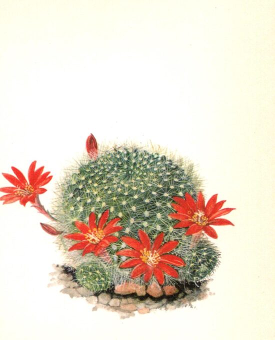 Rebutia senillis, Argentina 4 1/2 x 6 1/2″ vintage botanical book page