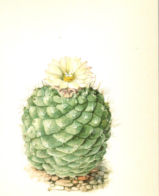 Strombocactus disciformis, Hildago Mexico 4 1/2 x 6 1/2″ vintage botanical book page