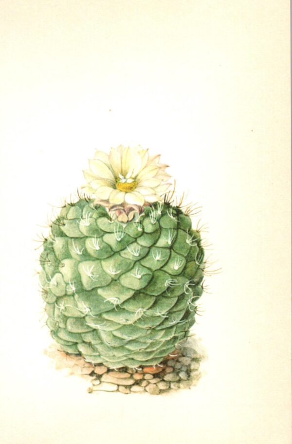 Strombocactus disciformis, Hildago Mexico 4 1/2 x 6 1/2" vintage botanical book page - Image 2