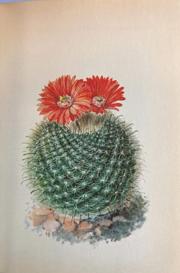 Parodia sanguiniflora, Argentina 4 1/2 x 6 1/2" vintage botanical book page - Image 2