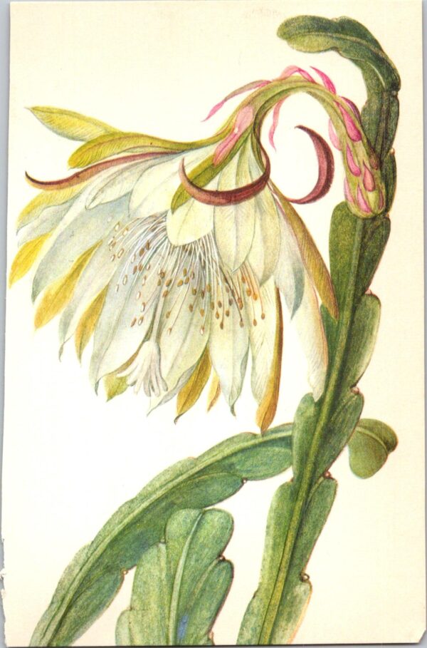 Phyllocactus hybridus, Mexico, Honduras, Brazil 4 1/2 x 6 1/2" vintage botanical book page - Image 2
