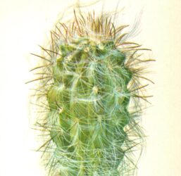 Oreocereus neocelsianus, Argentina 4 1/2 x 6 1/2" vintage botanical book page