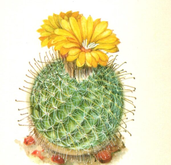 Parodia mutabillis, Argentina mountains 4 1/2 x 6 1/2" vintage botanical book page